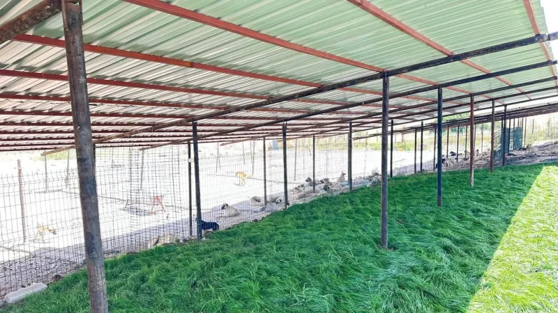Adıyaman Belediyesinden sessiz dostlara güvenli yuva: 13 ayda bine yakın sokak hayvanı koruma altına alındı