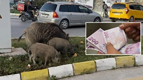 Aydın'da Domuz Besleyenlere Şok Ceza! İşte Sebebi