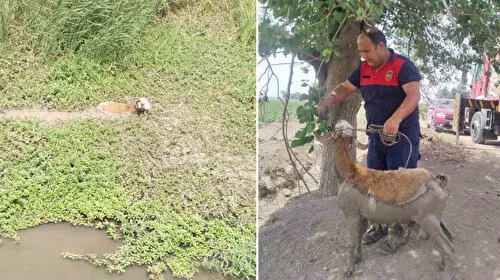 Çamura Saplanan Koyunu Kim Kurtardı? İtfaiye Operasyonu!