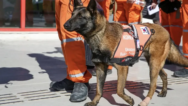 İstanbul'da Arama Kurtarma Köpekleri Şampiyonası: Kimler Kazandı?