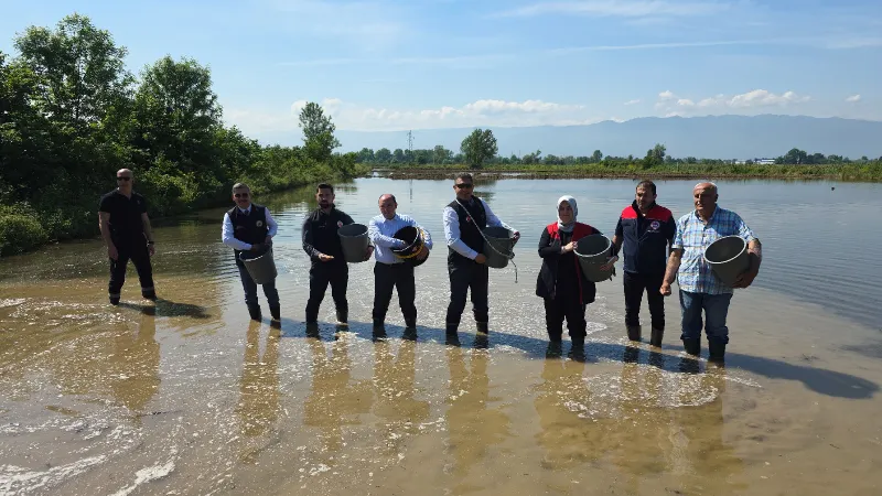 Düzce'de Osmanlı Dönemi'nden bu yana yetiştirilen çeltik ekimi başladı