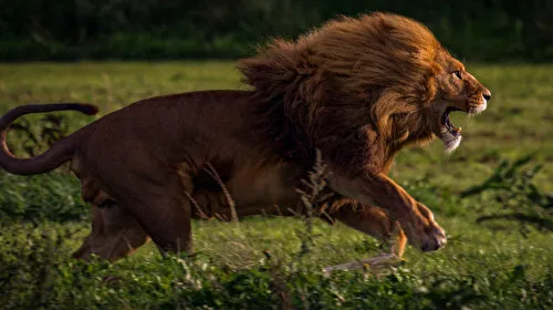 Aslan Saldırısı! Güney Afrika'da İş Adamına Korkunç Tuzak