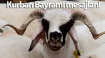 Kurban Bayramı 2. günü mesajları 2025: Dualı, ayetli, anlamlı, en güzel ve resimli bayram mesajları ve sözleri