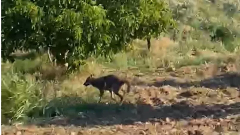 Manisalı köylüleri kurt paniği sardı