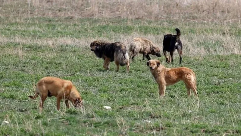 Muğla'da Köpek Dehşeti! Parkta Çocuklara Saldırı, Soruşturma Başladı