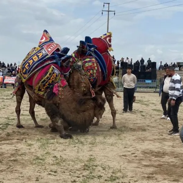 Alaşehir'de Deve Güreşi Şöleni! Başkan'dan Tarihi Açıklama