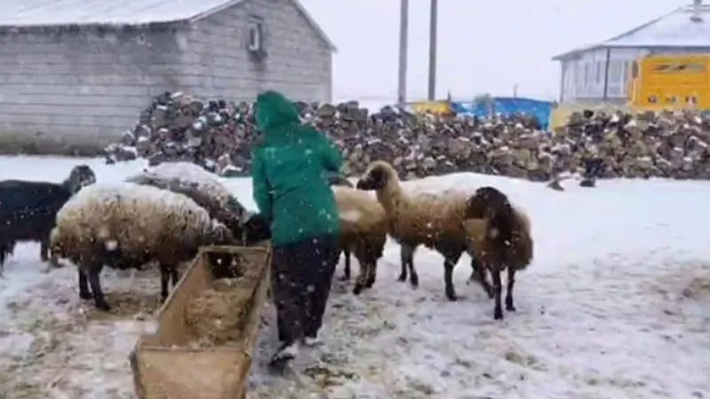 Bitlis'te Nisan Ayında Kar Sürprizi! Besiciler Şaşkın