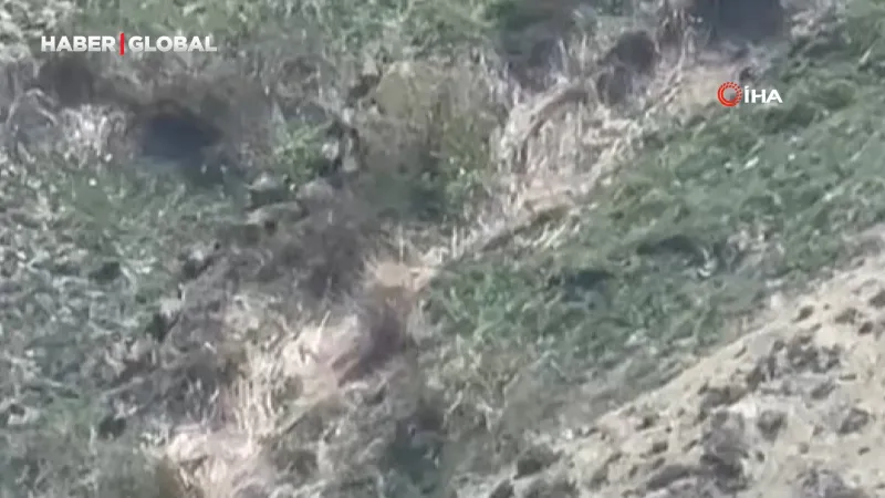 Hakkari'de Şok Eden Görüntü! Domuz Sürüsü Nereye Gidiyor?