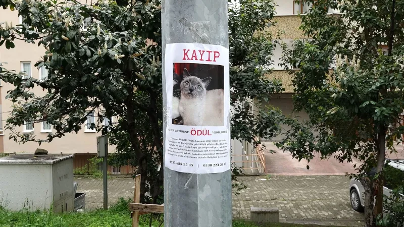 Kayıp Kedi Badem'i Bulana Altın Ödül! Şartlar Neler?