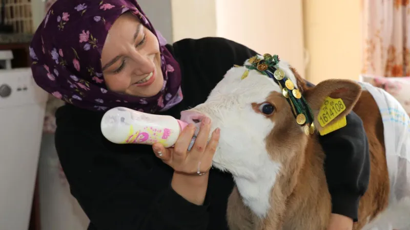 Annesi Hasta Buzağıya Şefkat Eli: Nisan'ın Hikayesi!
