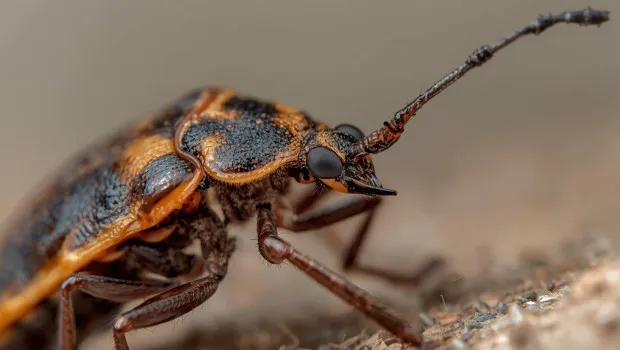 Öldüren öpücük: Yavaş yavaş kalbe girip tahrip ediyor! Chagas hastalığı bize de gelir mi? Bu ülkelere sehayat edenler dikkat!