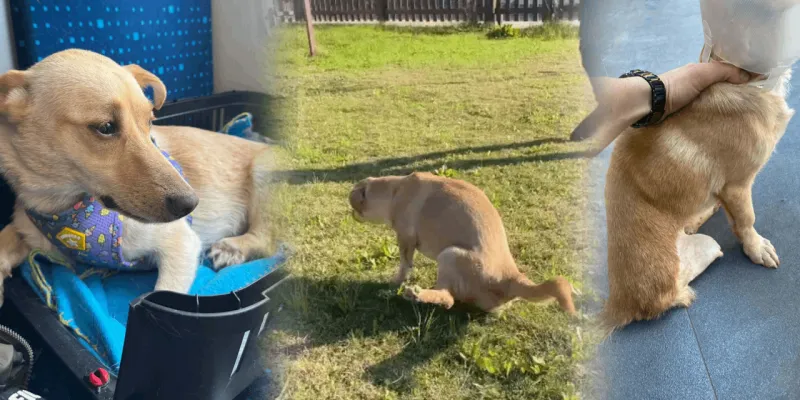 Felçten Mucizeye: Şiddet Gören Köpek Hayat Yeniden Doğdu!