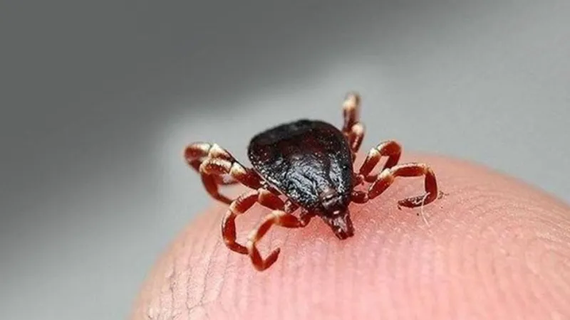 Sivas'ta KKKA Alarmı! Kene Kopardı, Hastanelik Oldu!
