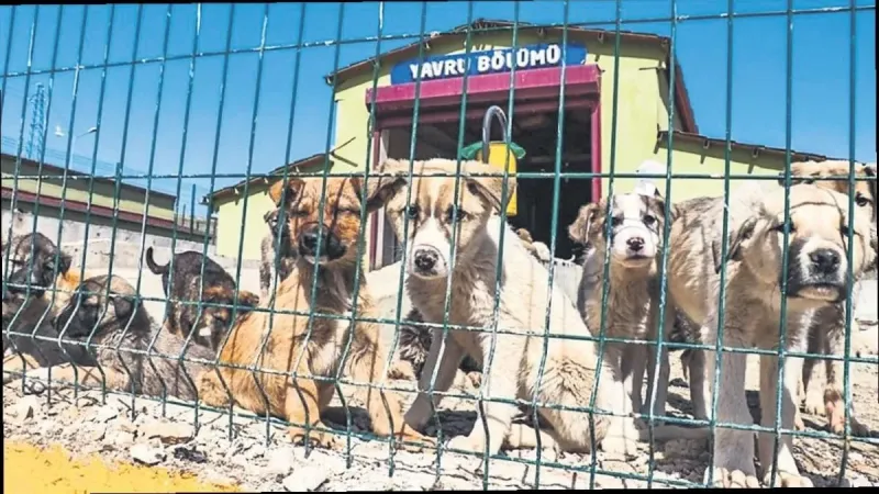 Sokak hayvanları için yeni adım