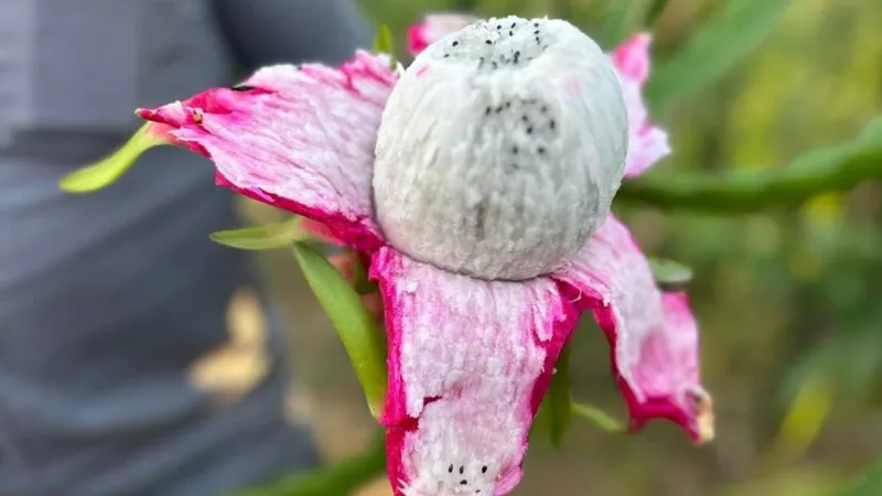 Türkiye'nin tarım merkezinde üretiliyor; kilosu 180 liradan alıcı buluyor
