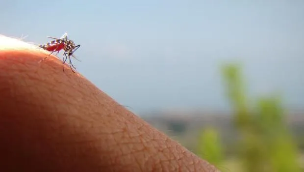 Yaz aylarını sivrisineklere yem olmadan geçirenlerin sırrı ne? | Hangi kokular sinek kovucu etkisi yapıyor? Bu yiyecekler sinekleri insanlara çekiyor